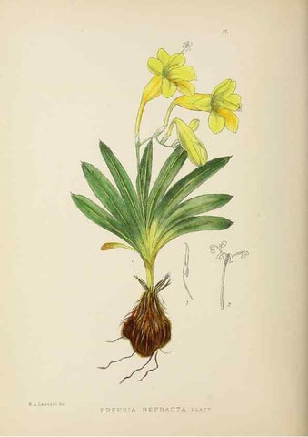Reproducción/Reproduction 49753151078: The Flowering plants of Africa.. Pretoria [etc.]Botanical Research Institute, Dept. of Agricultural Technical Services, Republic of South Africa.. 
