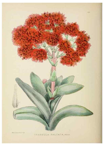Reproducción/Reproduction 49753151483: The Flowering plants of Africa.. Pretoria [etc.]Botanical Research Institute, Dept. of Agricultural Technical Services, Republic of South Africa.. 