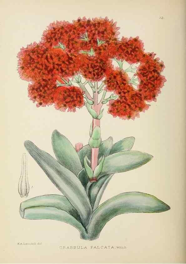 Reproducción/Reproduction 49753151483: The Flowering plants of Africa.. Pretoria [etc.]Botanical Research Institute, Dept. of Agricultural Technical Services, Republic of South Africa.. 