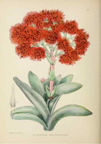 Reproducción/Reproduction 49753151483: The Flowering plants of Africa.. Pretoria [etc.]Botanical Research Institute, Dept. of Agricultural Technical Services, Republic of South Africa.. 