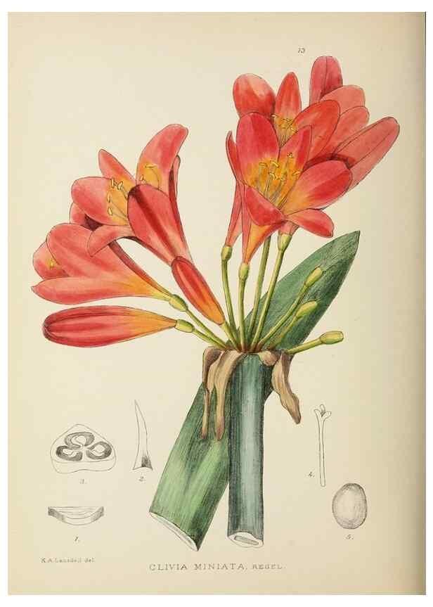 Reproducción/Reproduction 49754023702: The Flowering plants of Africa.. Pretoria [etc.]Botanical Research Institute, Dept. of Agricultural Technical Services, Republic of South Africa.. 