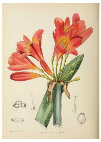 Reproducción/Reproduction 49754023702: The Flowering plants of Africa.. Pretoria [etc.]Botanical Research Institute, Dept. of Agricultural Technical Services, Republic of South Africa.. 