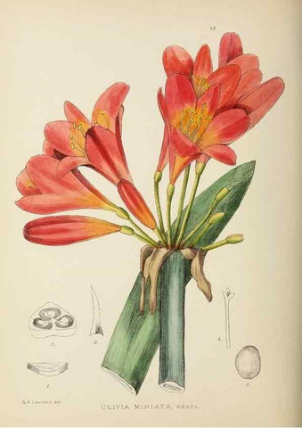 Reproducción/Reproduction 49754023702: The Flowering plants of Africa.. Pretoria [etc.]Botanical Research Institute, Dept. of Agricultural Technical Services, Republic of South Africa.. 