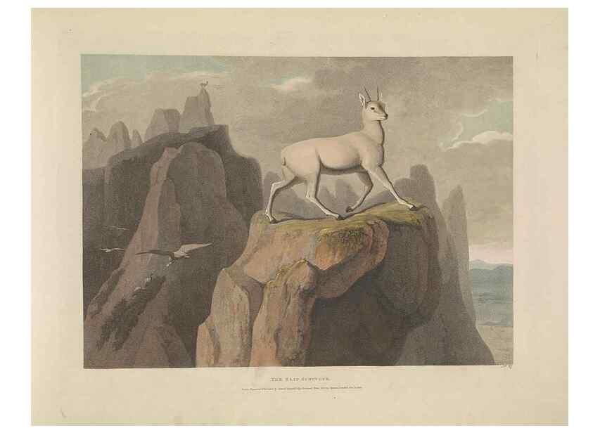 Reproducción/Reproduction 49752712468: [African scenery and animals]. London,1804-05. 
