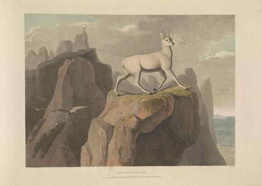 Reproducción/Reproduction 49752712468: [African scenery and animals]. London,1804-05. 