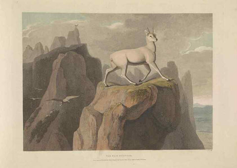 Reproducción/Reproduction 49752712468: [African scenery and animals]. London,1804-05. 