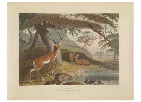 Reproducción/Reproduction 49753576282: [African scenery and animals]. London,1804-05. 