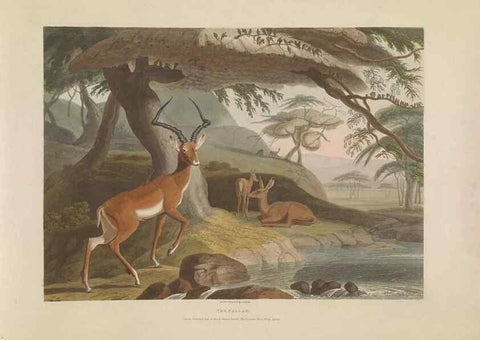 Reproducción/Reproduction 49753576282: [African scenery and animals]. London,1804-05. 