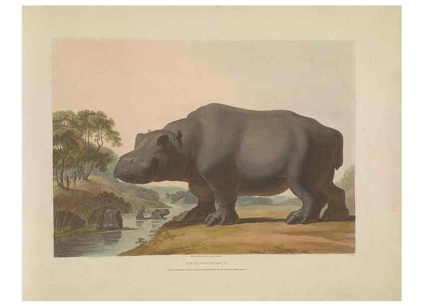 Reproducción/Reproduction 49752708573: [African scenery and animals]. London,1804-05. 