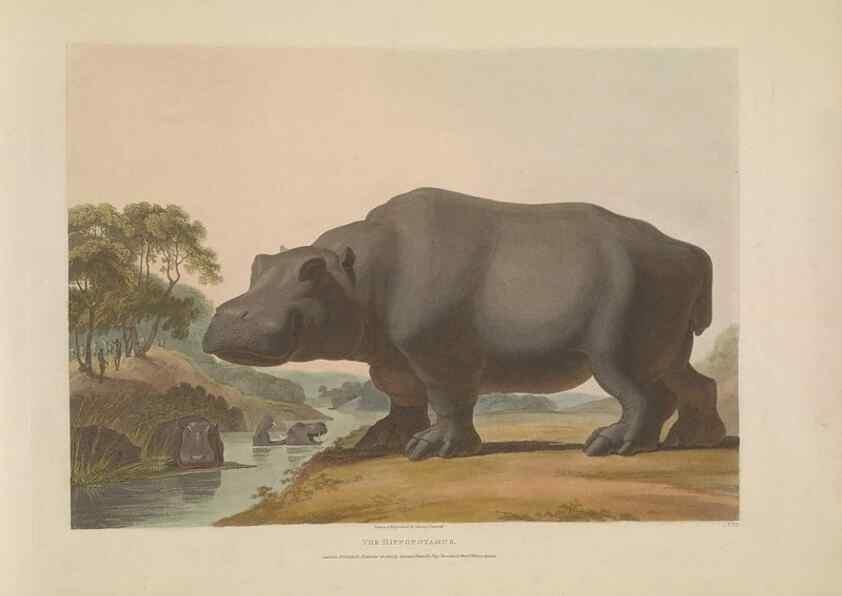 Reproducción/Reproduction 49752708573: [African scenery and animals]. London,1804-05. 
