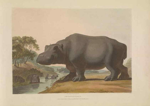 Reproducción/Reproduction 49752708573: [African scenery and animals]. London,1804-05. 