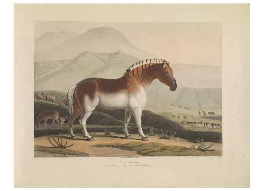 Reproducción/Reproduction 49752709303: [African scenery and animals]. London,1804-05. 