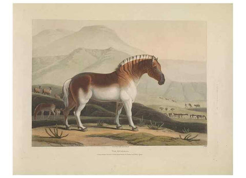 Reproducción/Reproduction 49752709303: [African scenery and animals]. London,1804-05. 