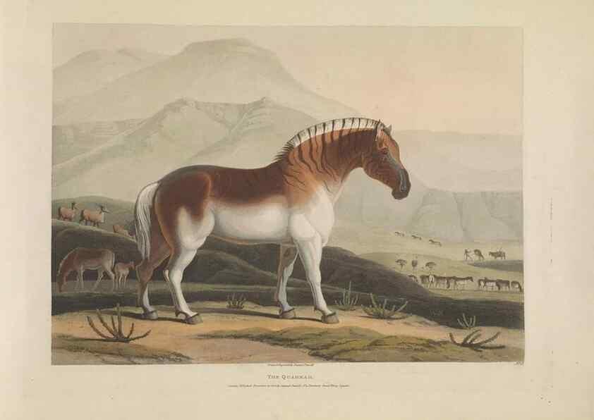 Reproducción/Reproduction 49752709303: [African scenery and animals]. London,1804-05. 