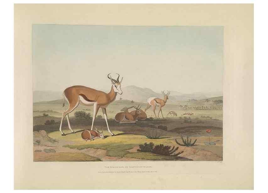 Reproducción/Reproduction 49753578472: [African scenery and animals]. London,1804-05. 