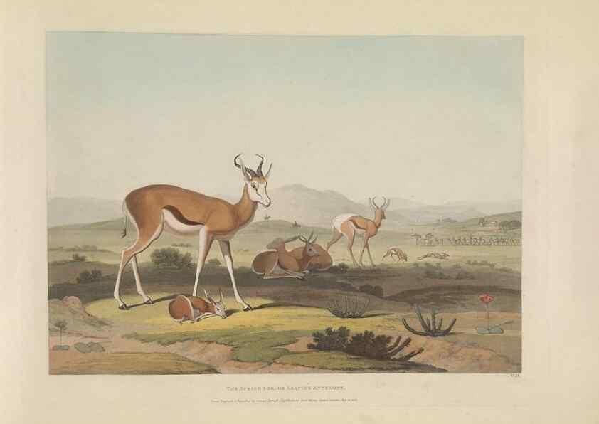 Reproducción/Reproduction 49753578472: [African scenery and animals]. London,1804-05. 
