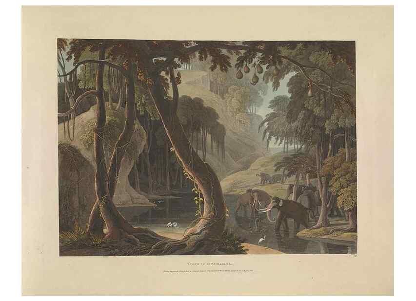 Reproducción/Reproduction 49753246116: [African scenery and animals]. London,1804-05. 