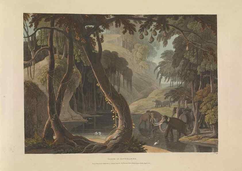 Reproducción/Reproduction 49753246116: [African scenery and animals]. London,1804-05. 