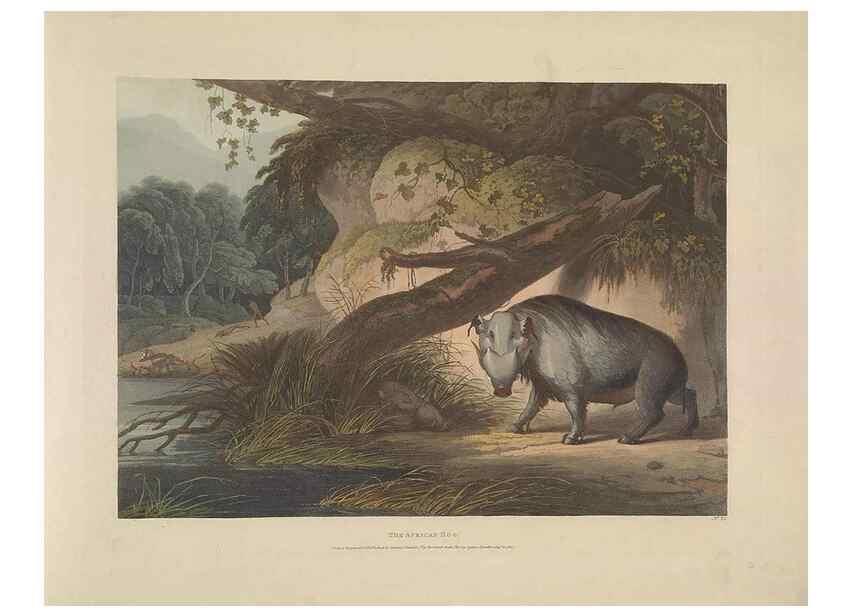Reproducción/Reproduction 49753246546: [African scenery and animals]. London,1804-05. 