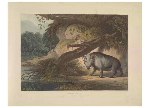 Reproducción/Reproduction 49753246546: [African scenery and animals]. London,1804-05. 