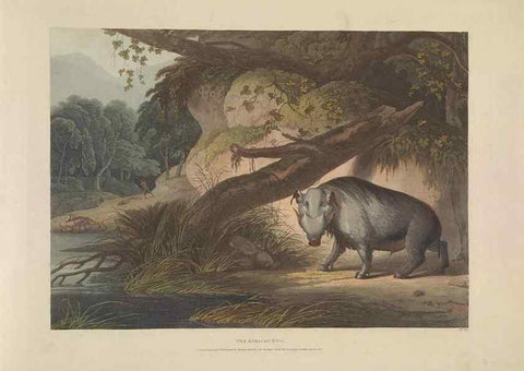 Reproducción/Reproduction 49753246546: [African scenery and animals]. London,1804-05. 