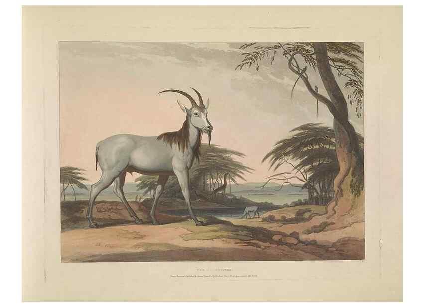 Reproducción/Reproduction 49753247271: [African scenery and animals]. London,1804-05. 