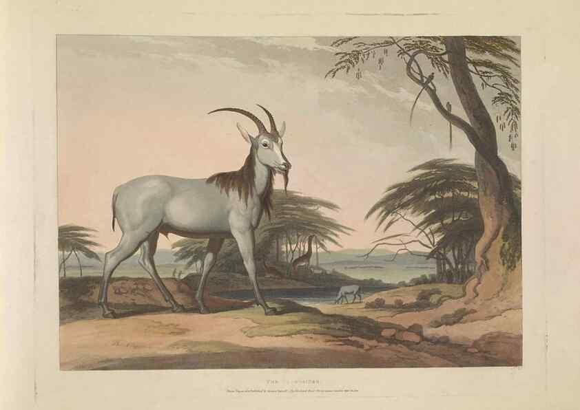 Reproducción/Reproduction 49753247271: [African scenery and animals]. London,1804-05. 