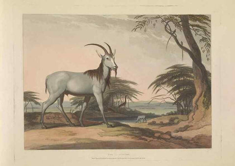 Reproducción/Reproduction 49753247271: [African scenery and animals]. London,1804-05. 