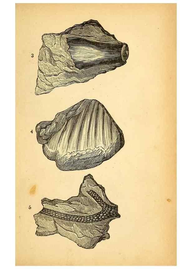Reproducción/Reproduction 49750999347: The natural history of South Devon :. Plymouth,Printed and published by Jenkin Thomas,1839.. 