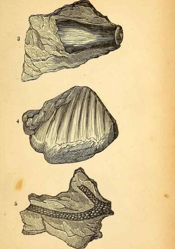 Reproducción/Reproduction 49750999347: The natural history of South Devon :. Plymouth,Printed and published by Jenkin Thomas,1839.. 