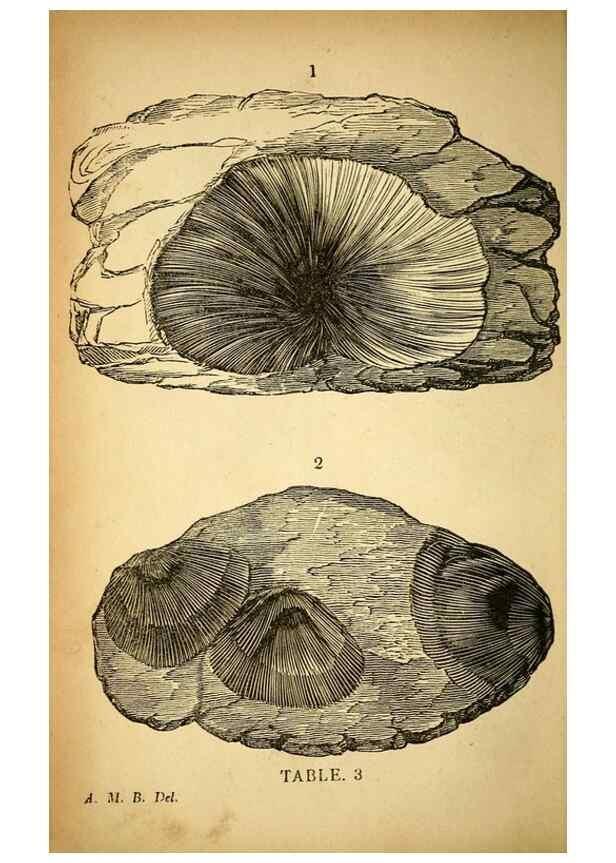Reproducción/Reproduction 49750670346: The natural history of South Devon :. Plymouth,Printed and published by Jenkin Thomas,1839.. 
