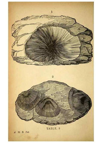 Reproducción/Reproduction 49750670346: The natural history of South Devon :. Plymouth,Printed and published by Jenkin Thomas,1839.. 