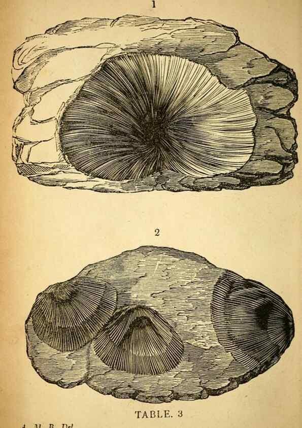 Reproducción/Reproduction 49750670346: The natural history of South Devon :. Plymouth,Printed and published by Jenkin Thomas,1839.. 