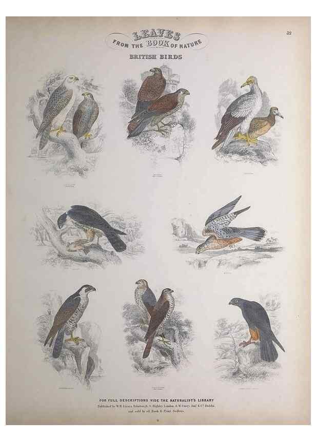 Reproducción/Reproduction 49749393161: Leaves from the book of nature,. Edinburgh :W.H. Lizars;[184-?]. 