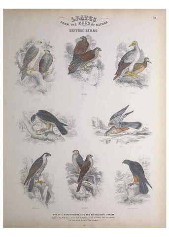 Reproducción/Reproduction 49749393161: Leaves from the book of nature,. Edinburgh :W.H. Lizars;[184-?]. 