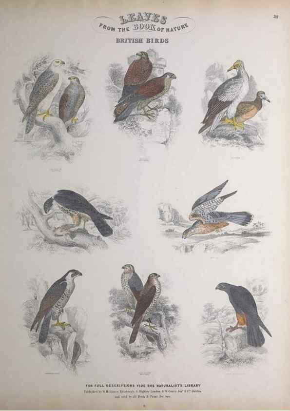 Reproducción/Reproduction 49749393161: Leaves from the book of nature,. Edinburgh :W.H. Lizars;[184-?]. 