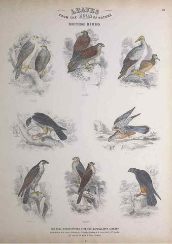 Reproducción/Reproduction 49749393161: Leaves from the book of nature,. Edinburgh :W.H. Lizars;[184-?]. 
