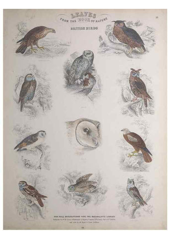 Reproducción/Reproduction 49748850398: Leaves from the book of nature,. Edinburgh :W.H. Lizars;[184-?]. 