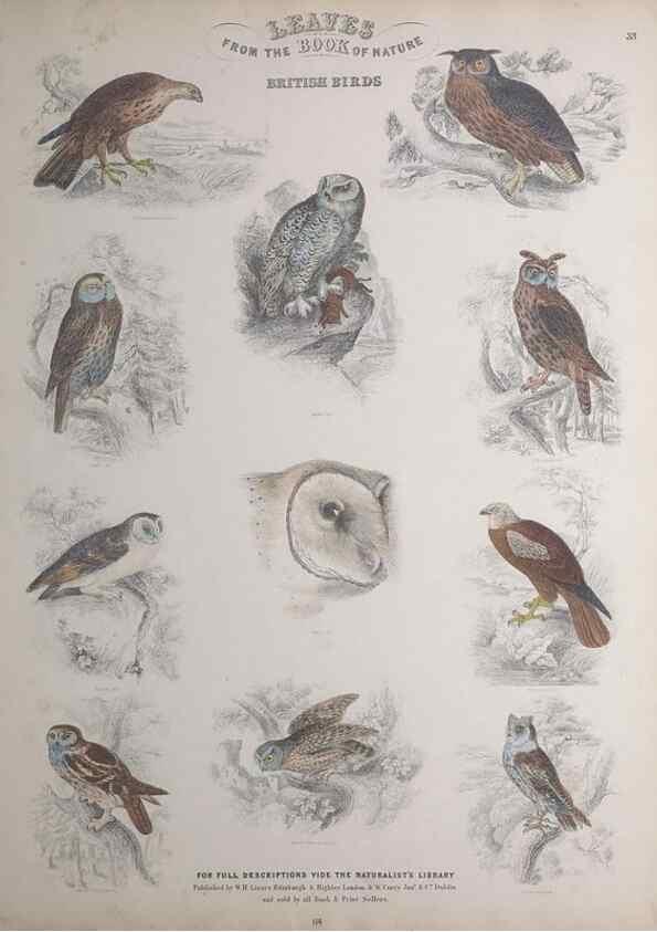 Reproducción/Reproduction 49748850398: Leaves from the book of nature,. Edinburgh :W.H. Lizars;[184-?]. 