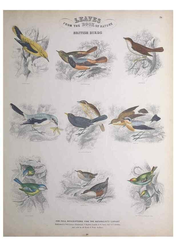 Reproducción/Reproduction 49749393636: Leaves from the book of nature,. Edinburgh :W.H. Lizars;[184-?]. 