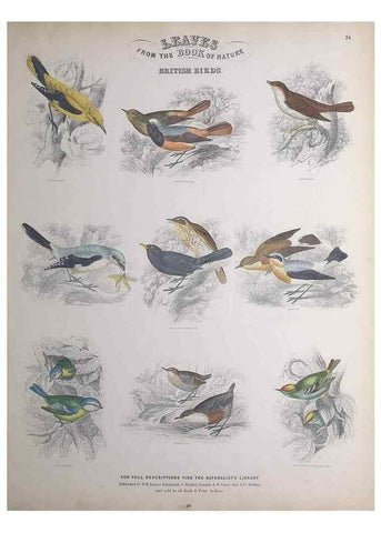 Reproducción/Reproduction 49749393636: Leaves from the book of nature,. Edinburgh :W.H. Lizars;[184-?]. 