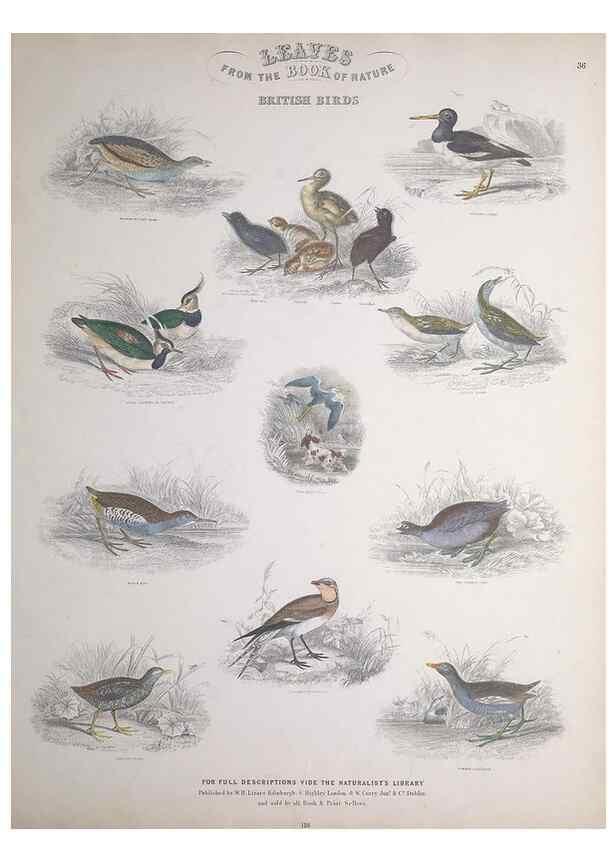 Reproducción/Reproduction 49749721827: Leaves from the book of nature,. Edinburgh :W.H. Lizars;[184-?]. 