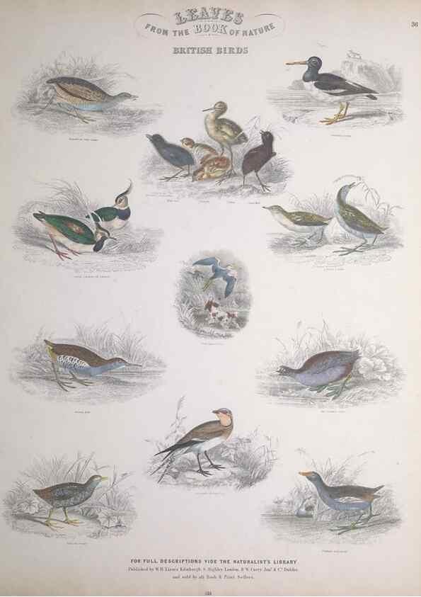 Reproducción/Reproduction 49749721827: Leaves from the book of nature,. Edinburgh :W.H. Lizars;[184-?]. 