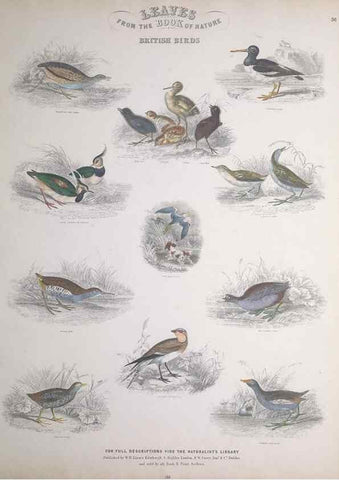 Reproducción/Reproduction 49749721827: Leaves from the book of nature,. Edinburgh :W.H. Lizars;[184-?]. 