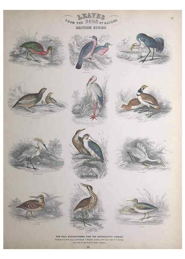 Reproducción/Reproduction 49749394316: Leaves from the book of nature,. Edinburgh :W.H. Lizars;[184-?]. 