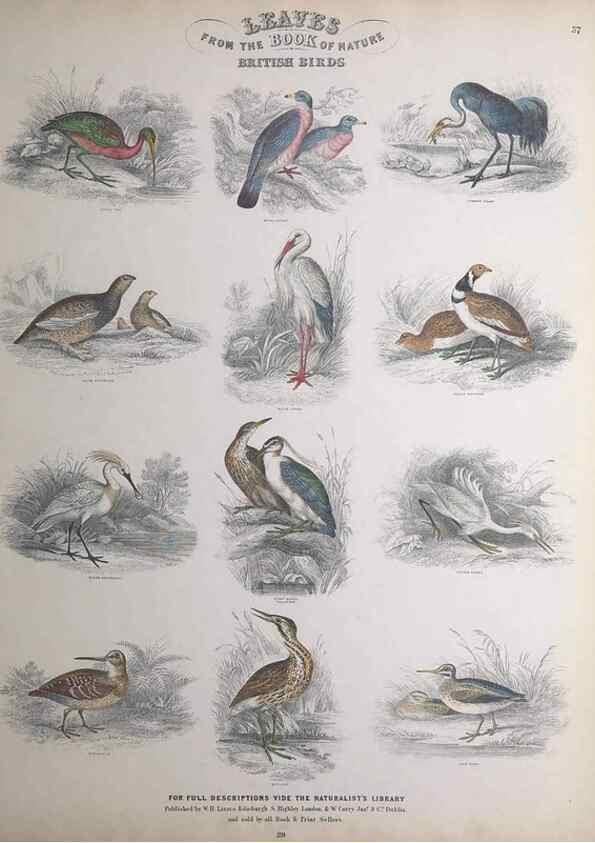 Reproducción/Reproduction 49749394316: Leaves from the book of nature,. Edinburgh :W.H. Lizars;[184-?]. 