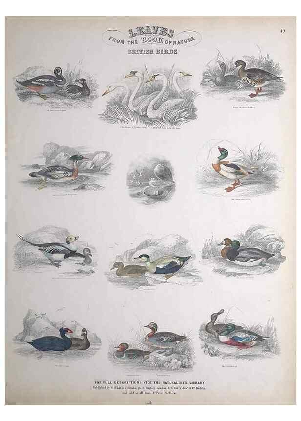 Reproducción/Reproduction 49749722712: Leaves from the book of nature,. Edinburgh :W.H. Lizars;[184-?]. 