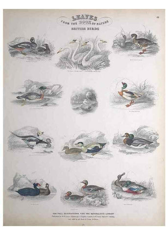 Reproducción/Reproduction 49749722712: Leaves from the book of nature,. Edinburgh :W.H. Lizars;[184-?]. 