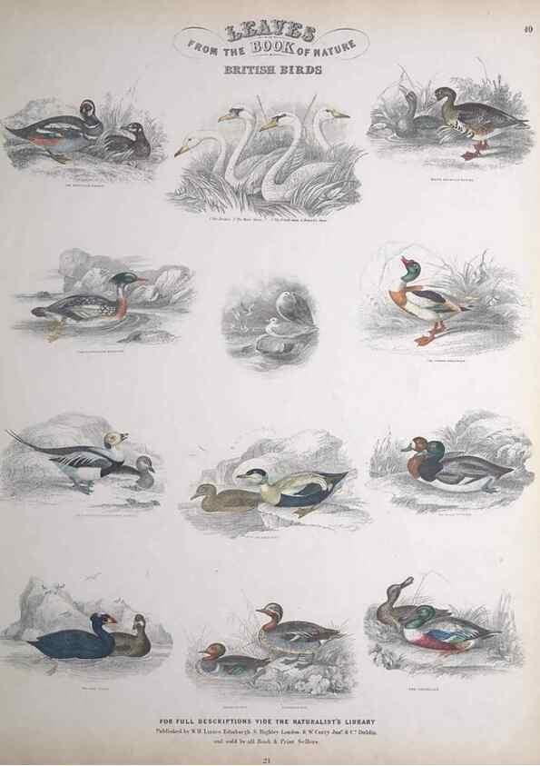 Reproducción/Reproduction 49749722712: Leaves from the book of nature,. Edinburgh :W.H. Lizars;[184-?]. 