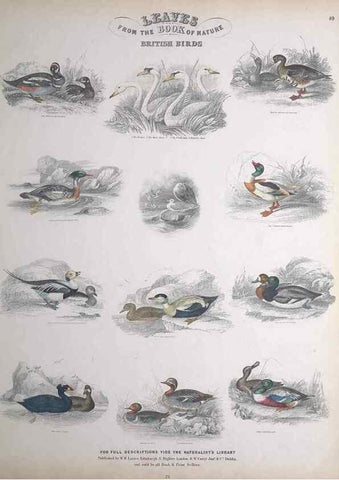 Reproducción/Reproduction 49749722712: Leaves from the book of nature,. Edinburgh :W.H. Lizars;[184-?]. 